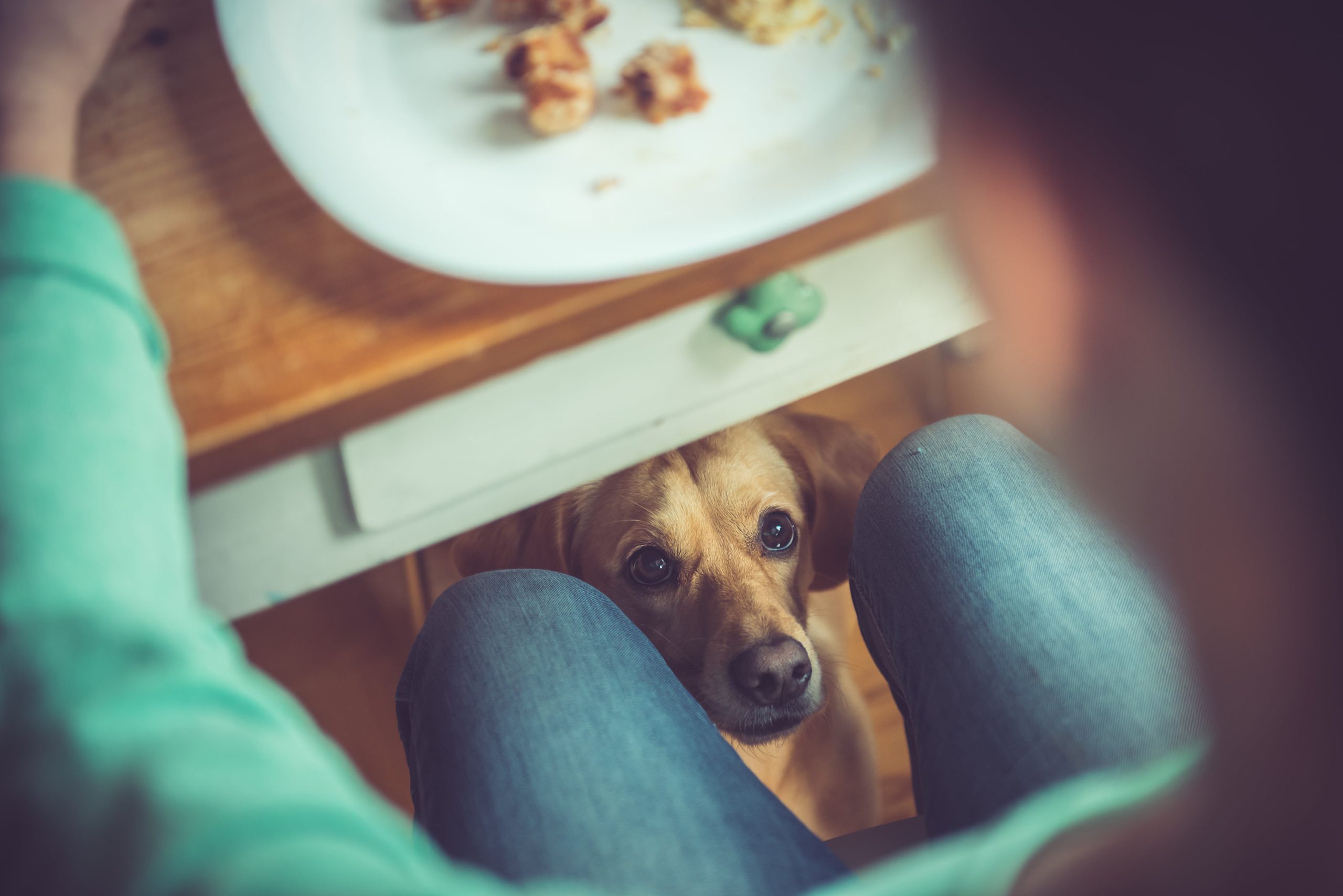 Ein Hund sitzt unter dem Tisch und schaut eine Frau an, die gerade etwas isst.