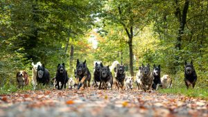 Eine Gruppe von circa 20 Hunden rennt durch den Wald.