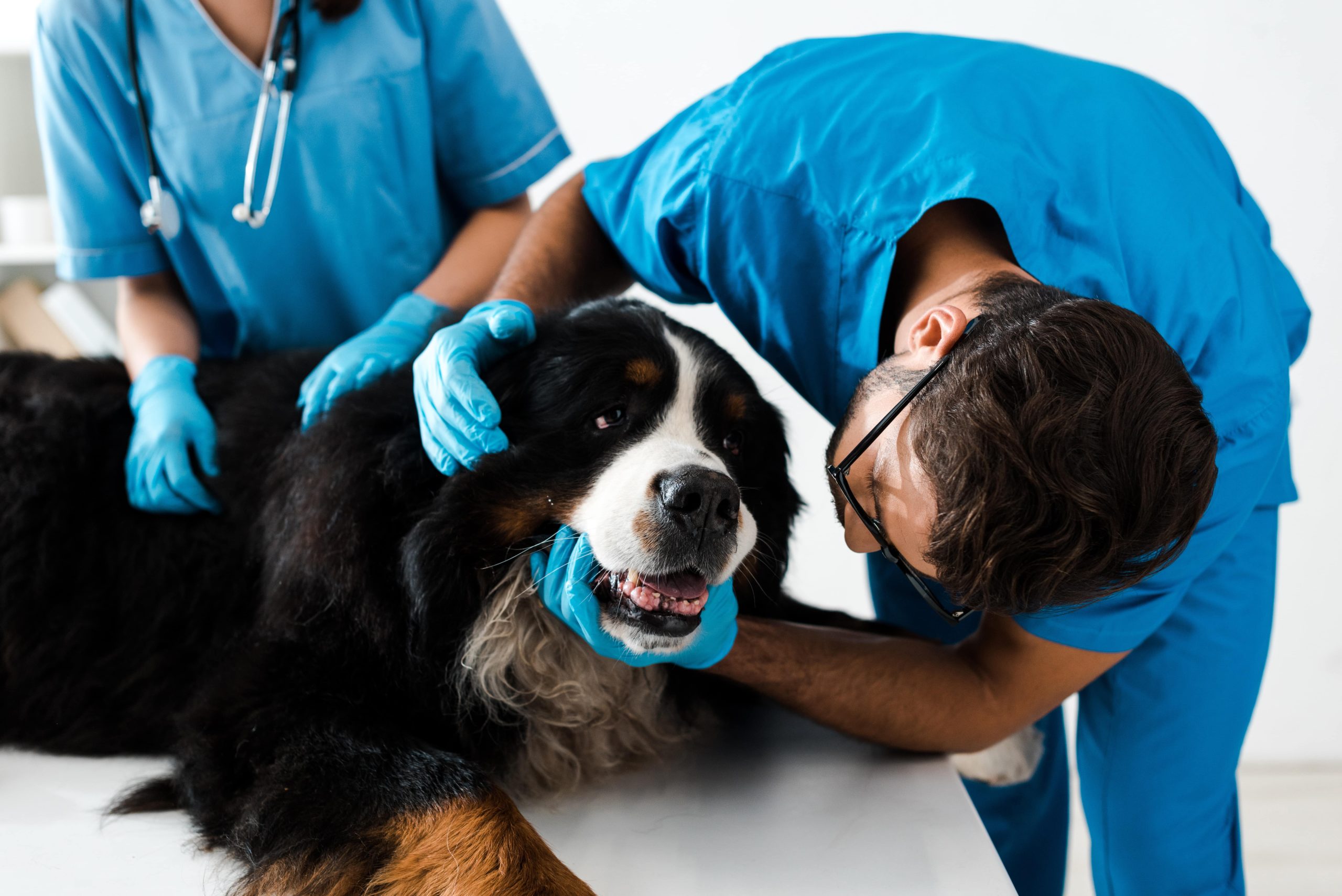 Großer Hund wird vom Tierarzt untersucht
