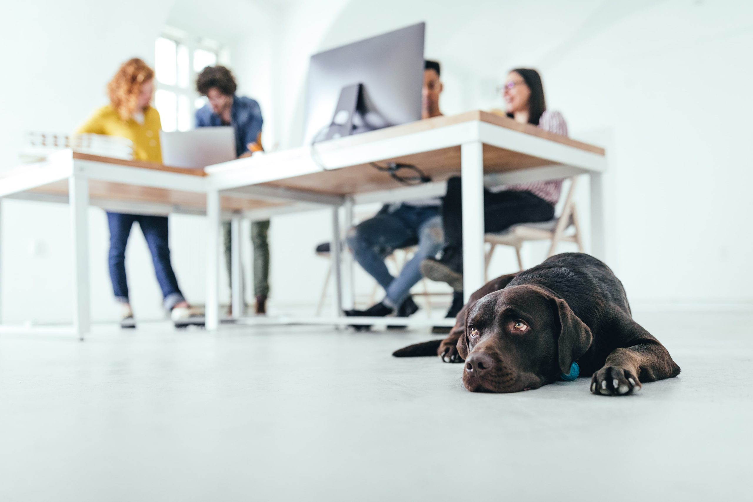 Ein Hund liegt auf dem Boden. Hinter ihm stehen zwei Schreibtische mit Menschen, die arbeiten.
