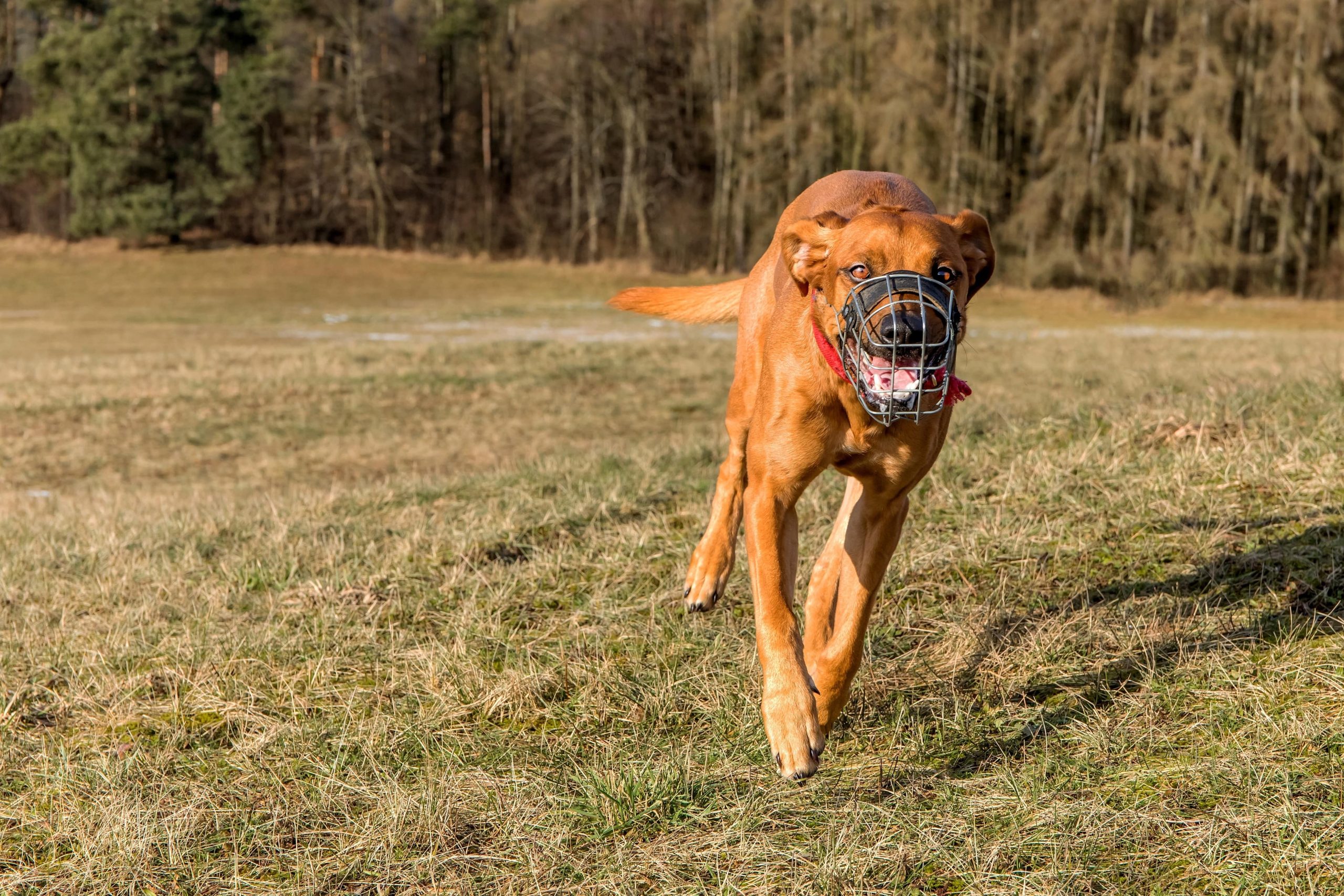 Großer brauner Hund läuft über eine Wiese und trägt einen Maulkorb.