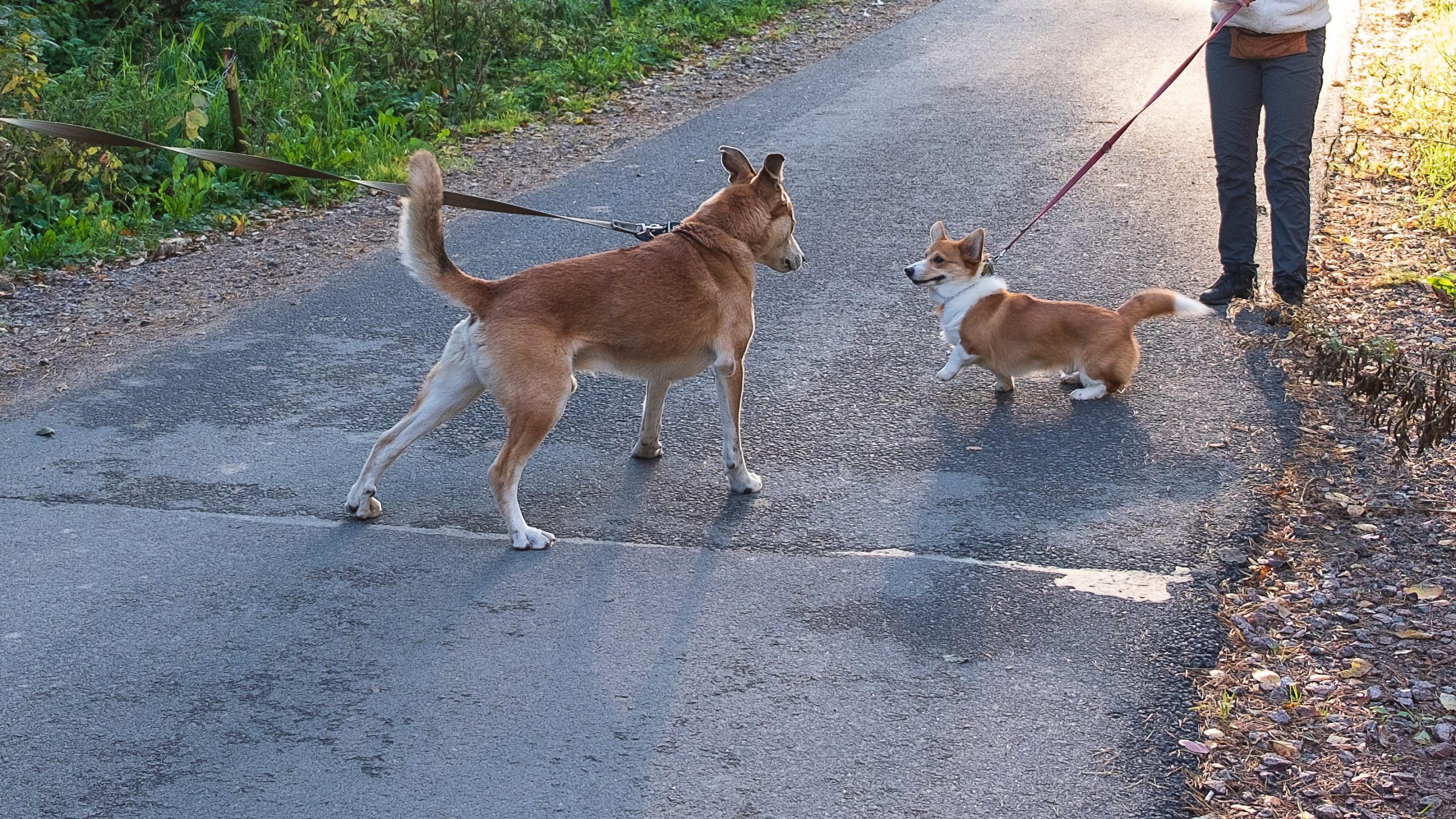 Zwei Hunde begegnen sich auf dem Spaziergang. Beide sind angeleint und sind unentspannt.