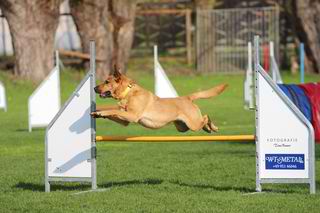Bild 3 von Hundesportzentrum Niederroßla