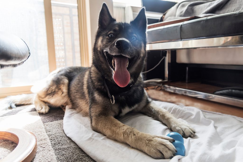 Hund liegt auf dem Teppich auf einer Decke und hat ein Spielzeug zwischen den Pfoten liegen. Der Hund schaut glücklich in die Kamera, seine Zunge hängt raus.