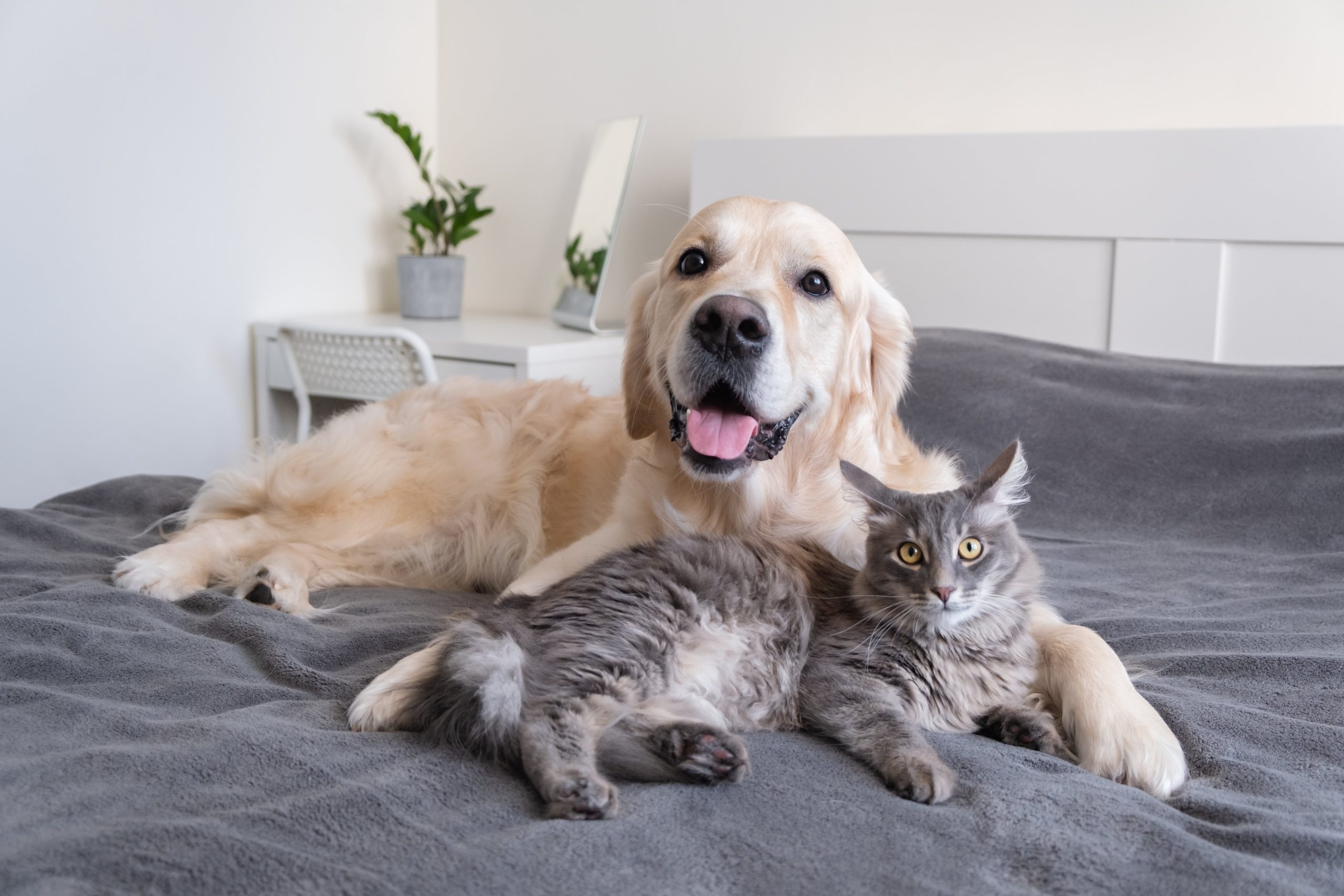 Hund und Katze liegen kuschelnd auf einem Bett