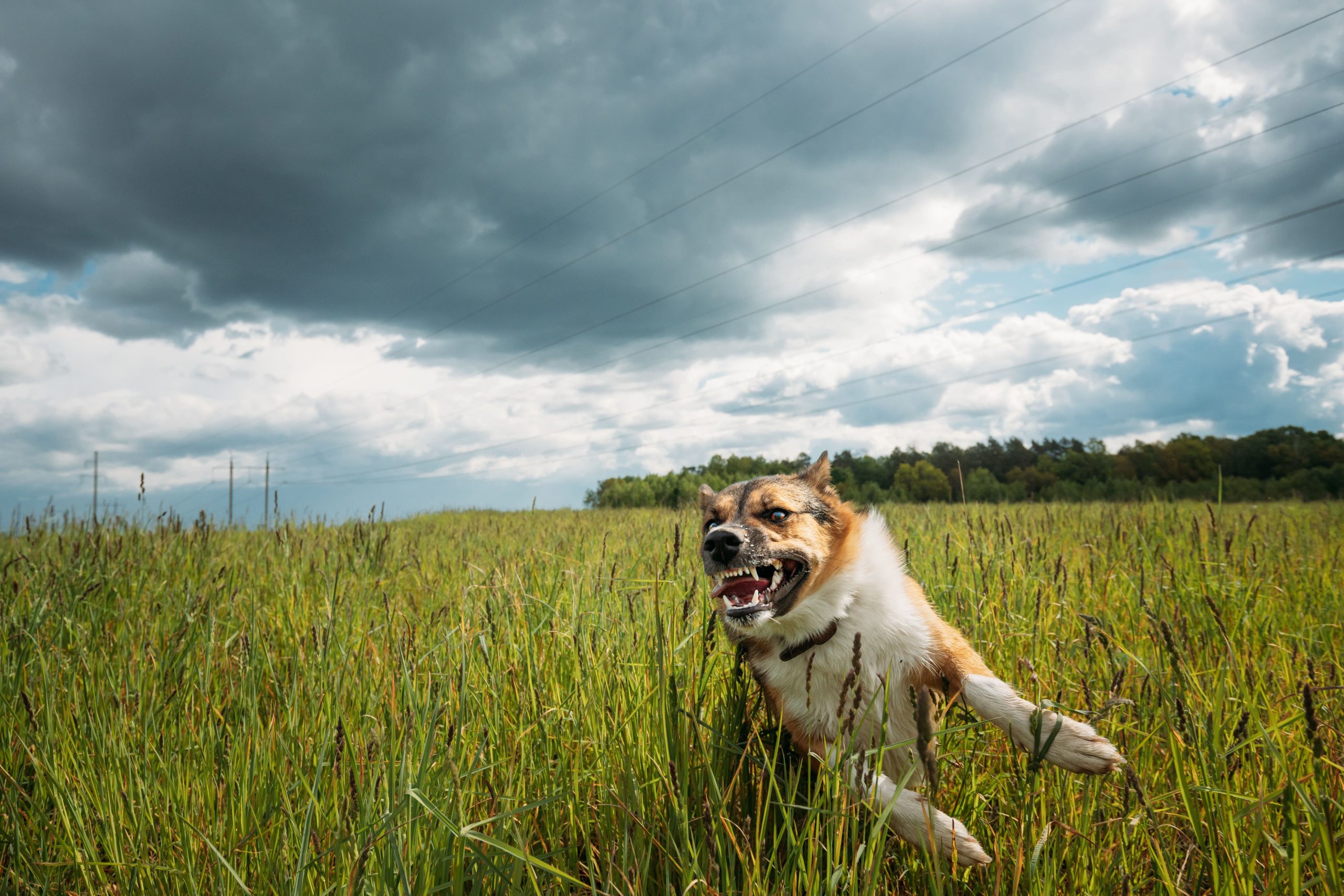 Ein mittelgroßer Hund rennt über eine Wiese und fletscht dabei die Zähne.