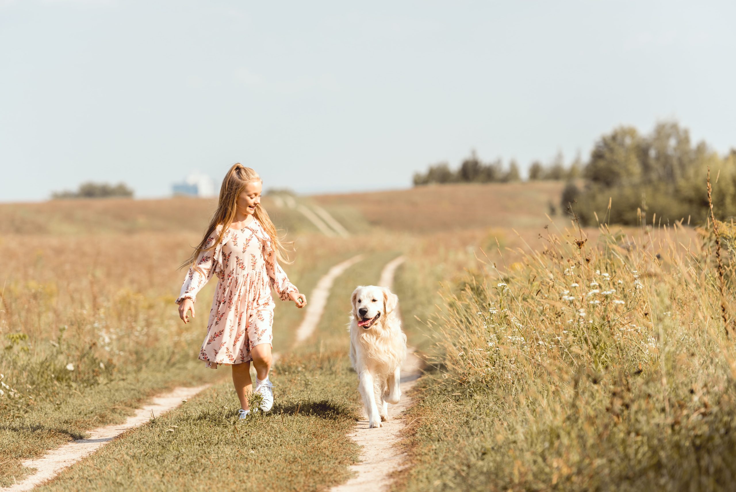 Kleines Mädchen läuft mit einem Golden Retriever einen Feldweg entlang.