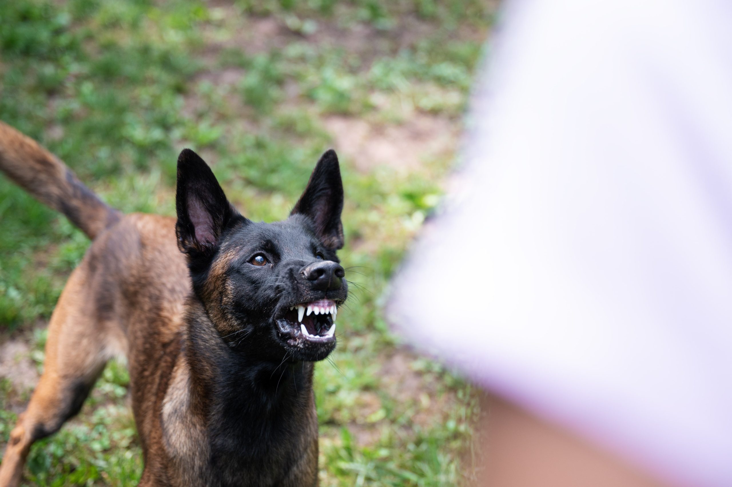 Ein belgischer Malinois Schäferhund steht vor einem Menschen, knurrt und zeigt seine Zähne.