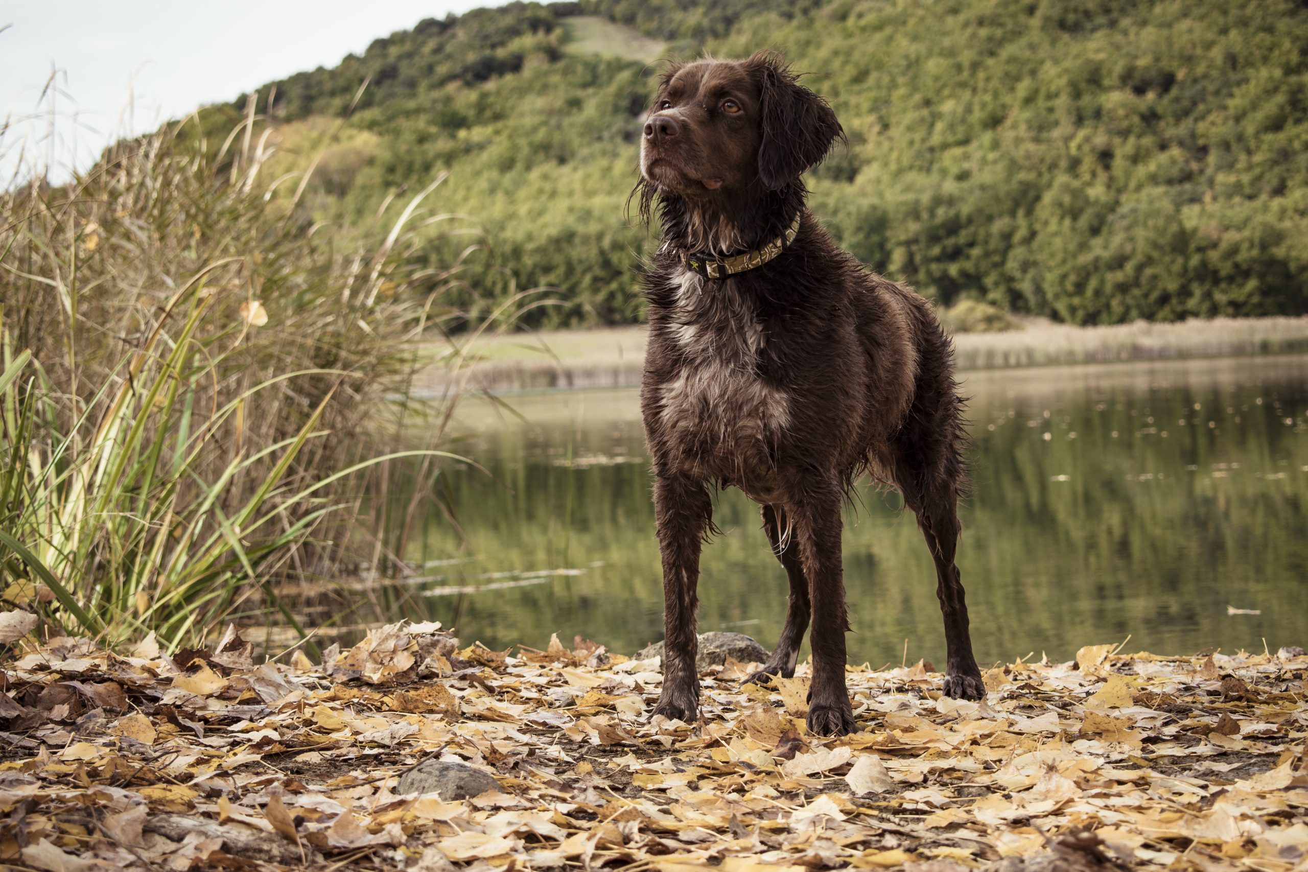 Jagdhund steht am Ufer eines Sees und schaut in die Ferne.