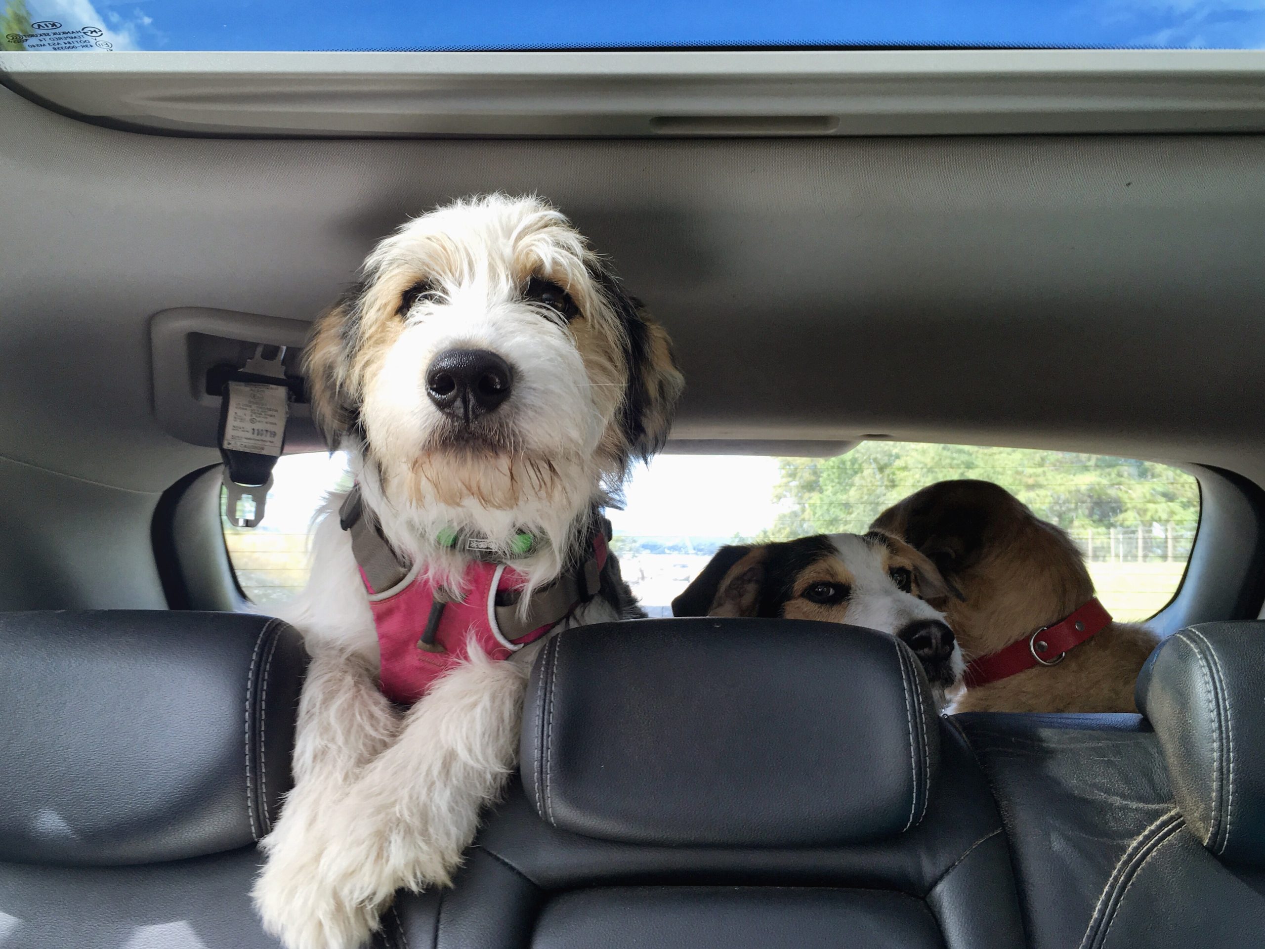 Im Kofferraum sitzen drei Hunde. Einer davon lehnt sich über die Sitzbank.