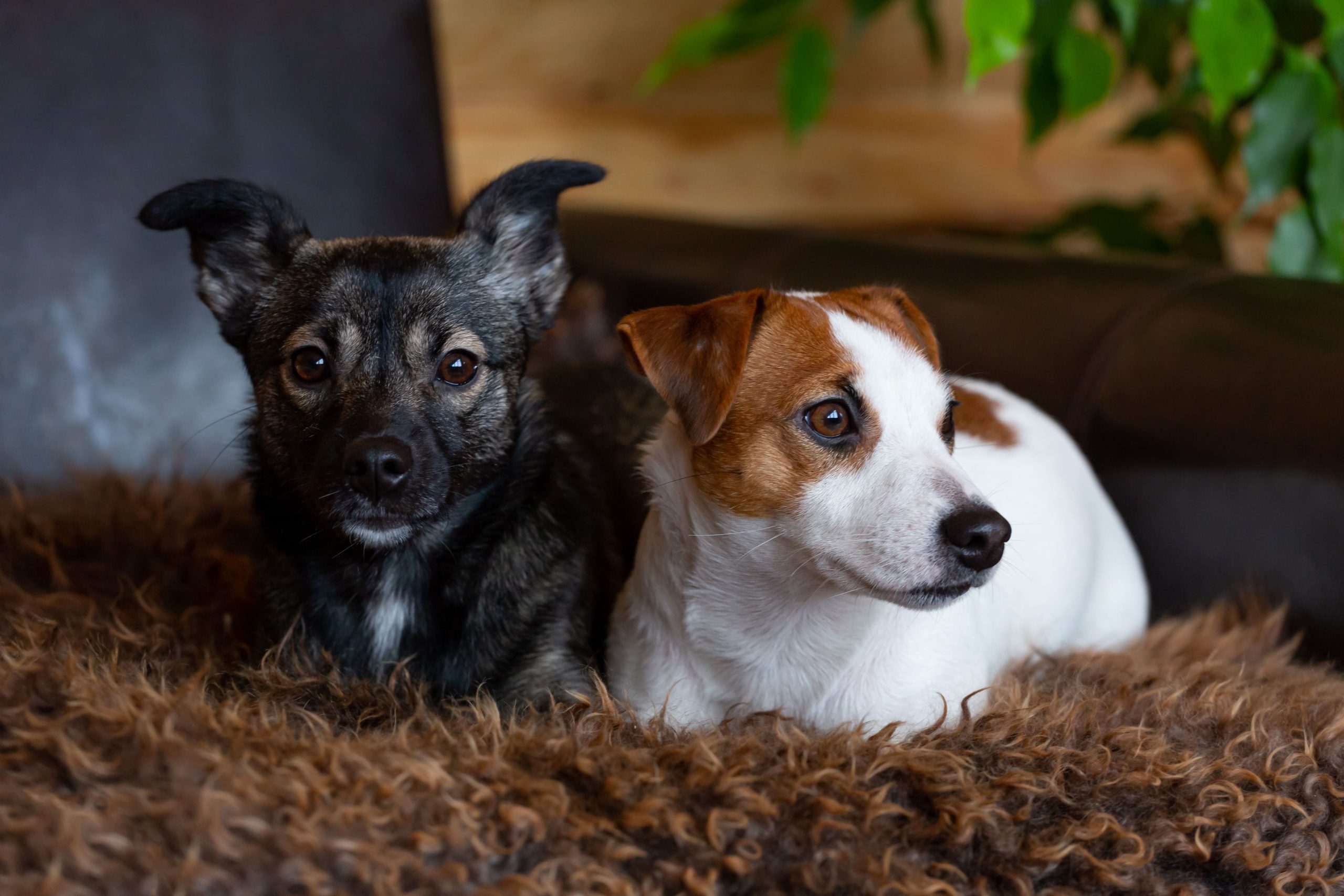 Ein dunkler kleiner Hund und ein weiß-braun-gescheckter kleiner Hund liegen nebeneinander im Korb.