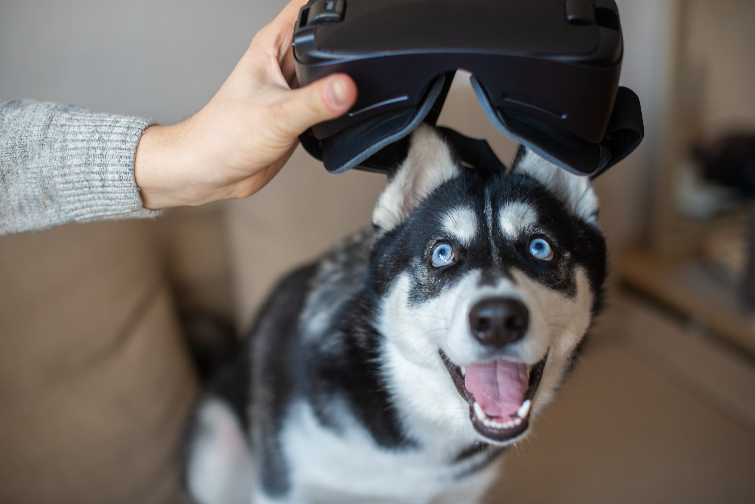 Husky mit VR-Brille
