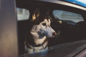 Ein Hund sitzt auf der Rückbank eines Autos und schaut aus dem offenen Fenster nach draußen. 