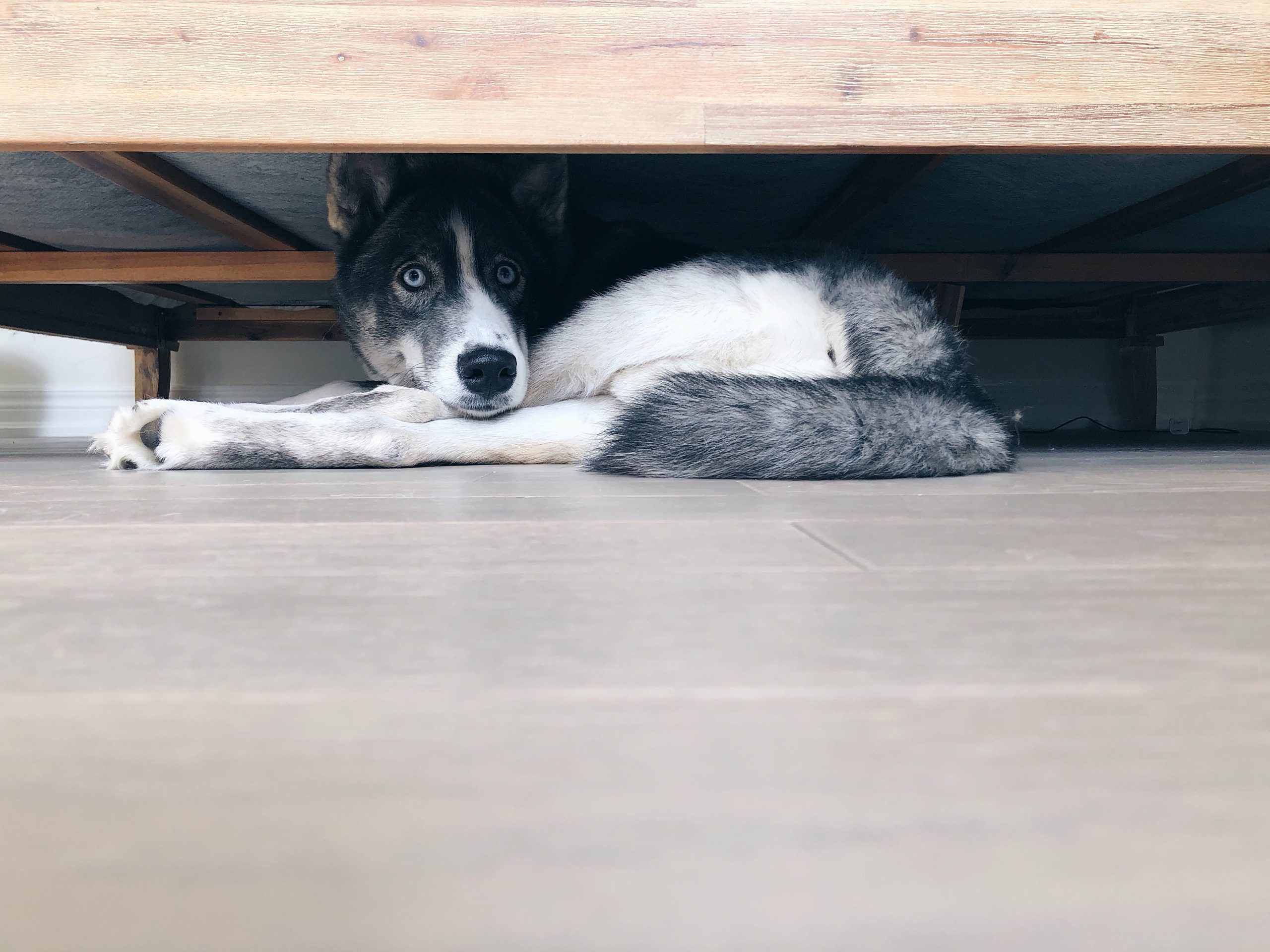 Ein ängstlicher Hund versteckt sich unter dem Bett.