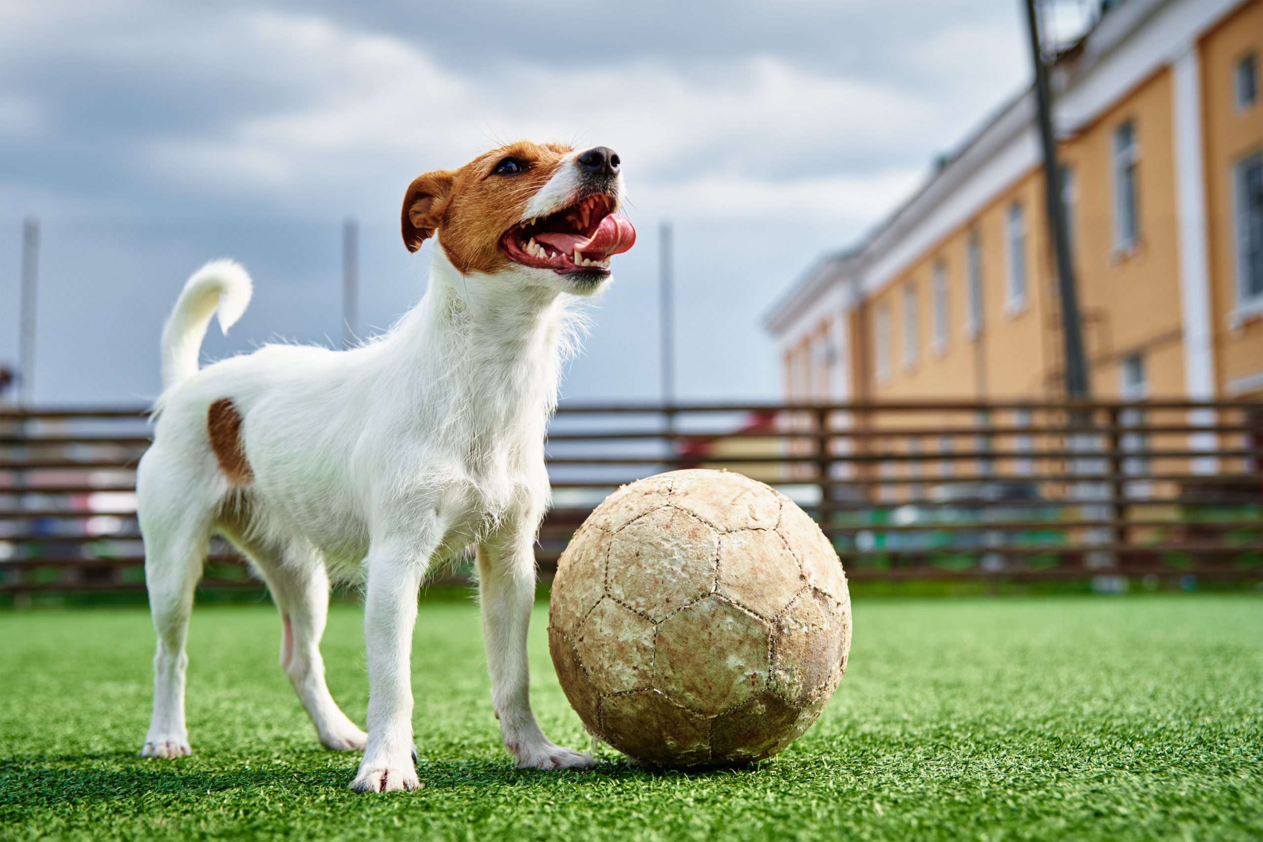 Jack Russell Terrier spielt Fußball