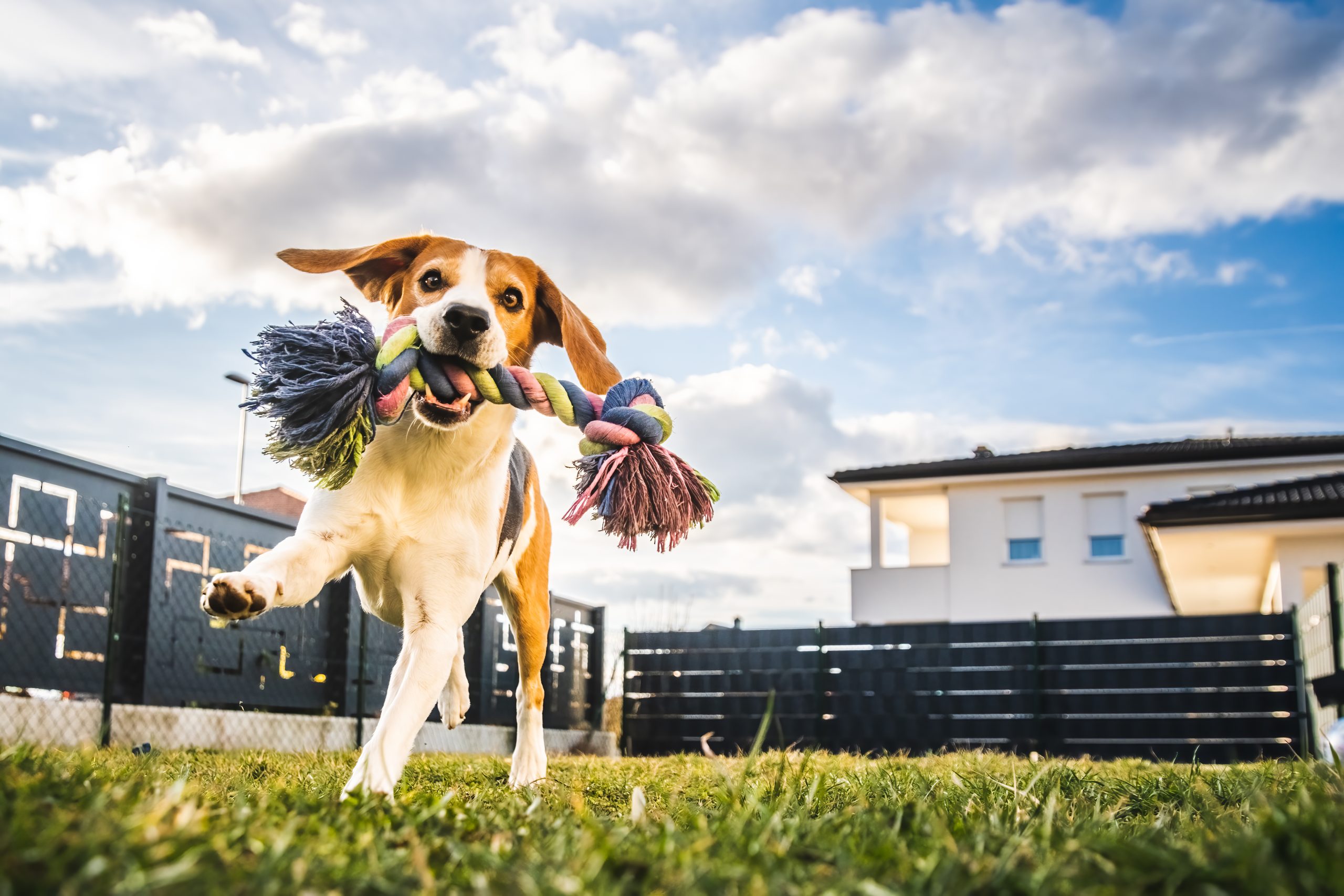 ein Beagle Hund spielt fröhlich mit seinem Spielzeug im Garten.