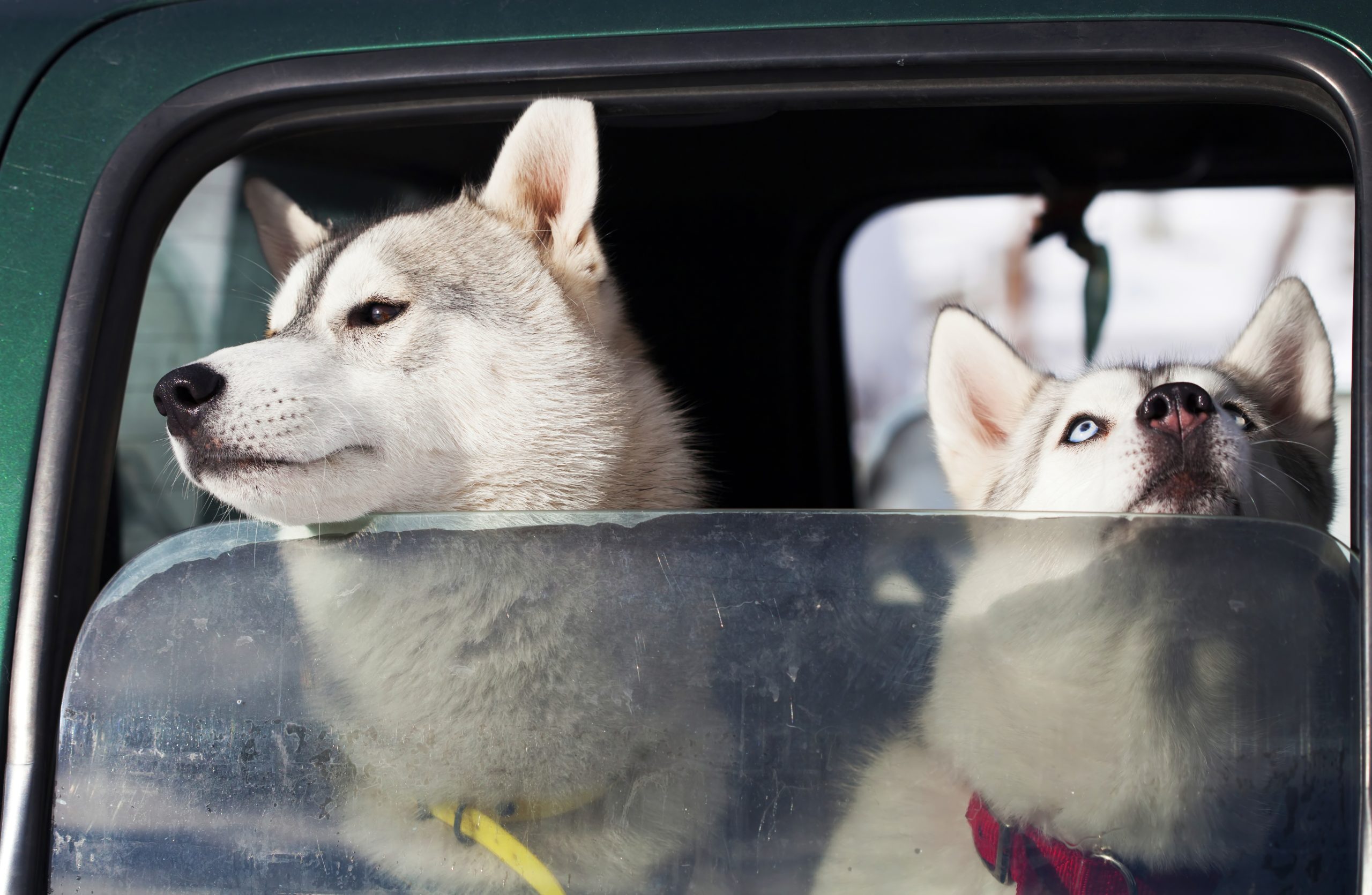 Zwei Huskys sitzen in einem Auto am offenen Fenster und schauen heraus.