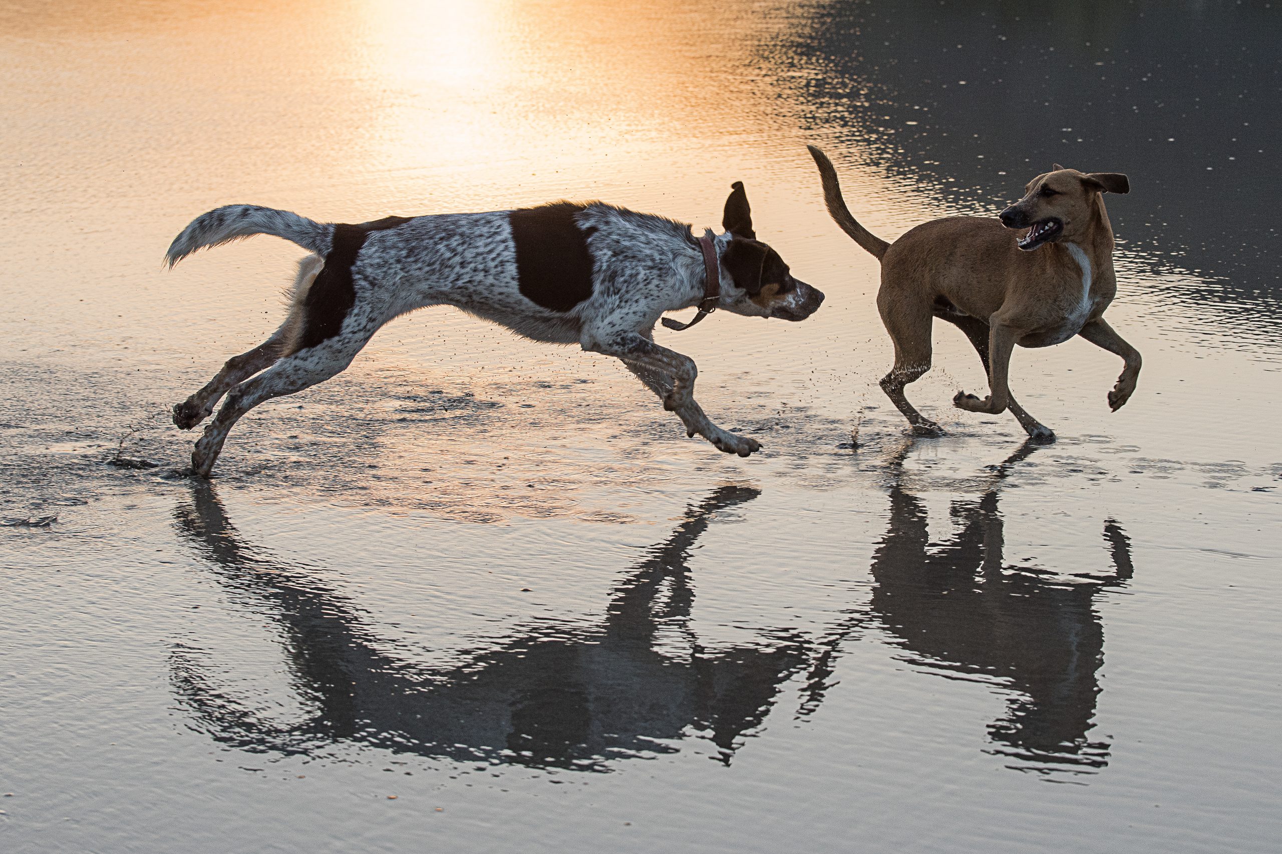 Zwei Hunde spielen ausgelassen miteinander im flachen Wasser