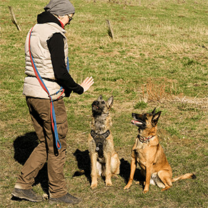 Bild 1 von Land-Training für Mensch und Hund