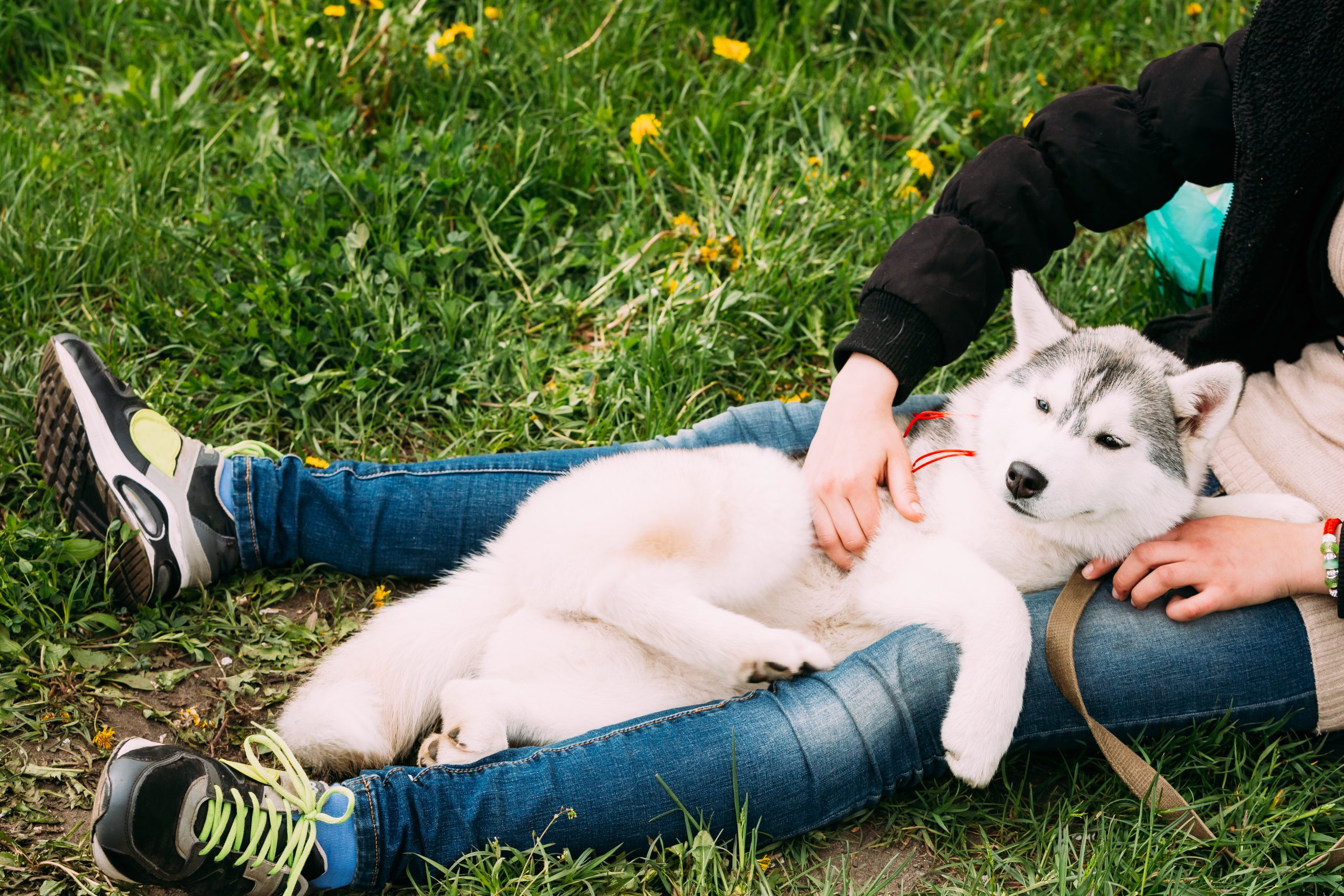Ein Husky-Welpe liegt im Gras und kuschelt mit seinem Besitzer.