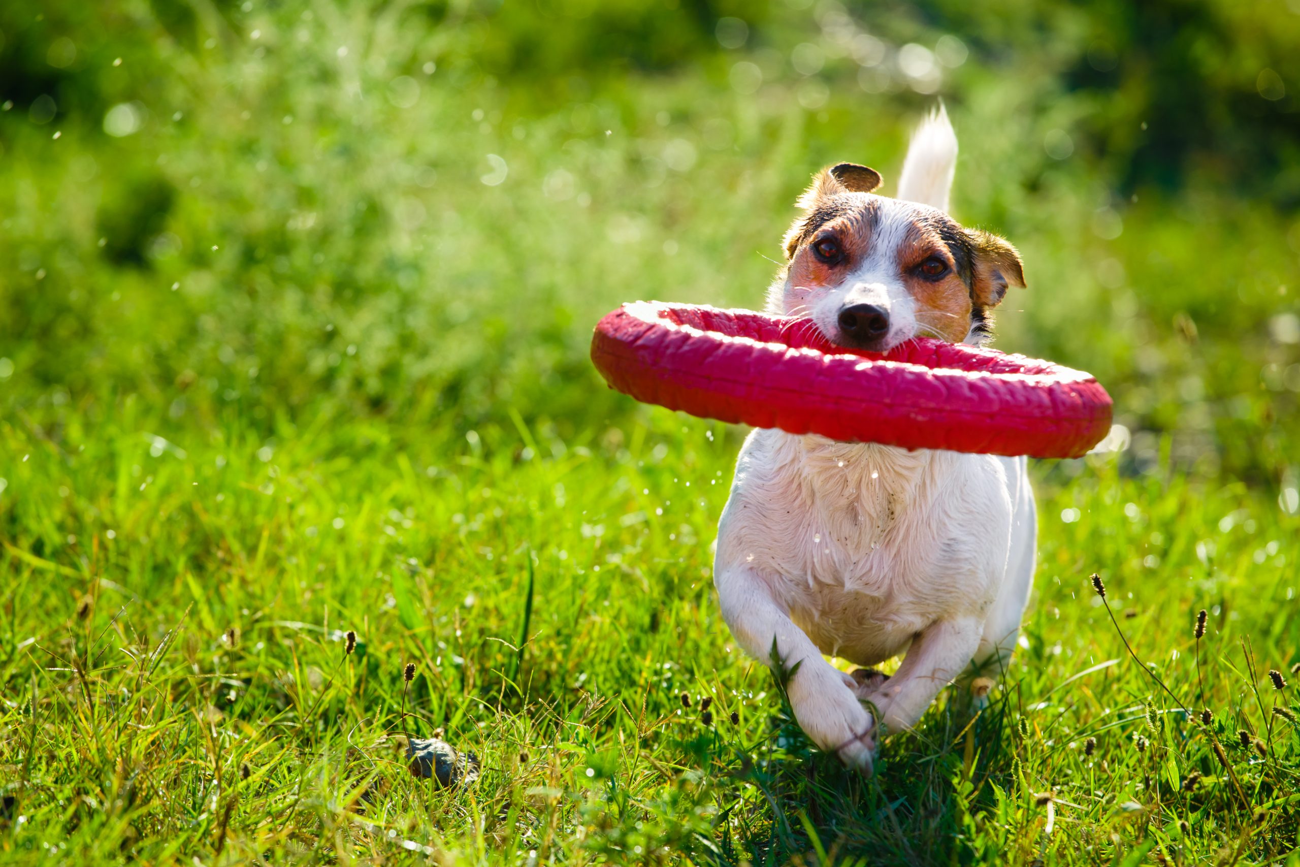 Ein kleiner Jack Russell Terrier trägt einen roten Spielzeugring.
