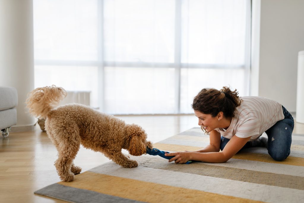 Eine Frau sitzt auf einem Teppich und spielt mit ihrem Hund. Die Frau hält ein Zergelspielzeug fest und der Hund zieht daran.