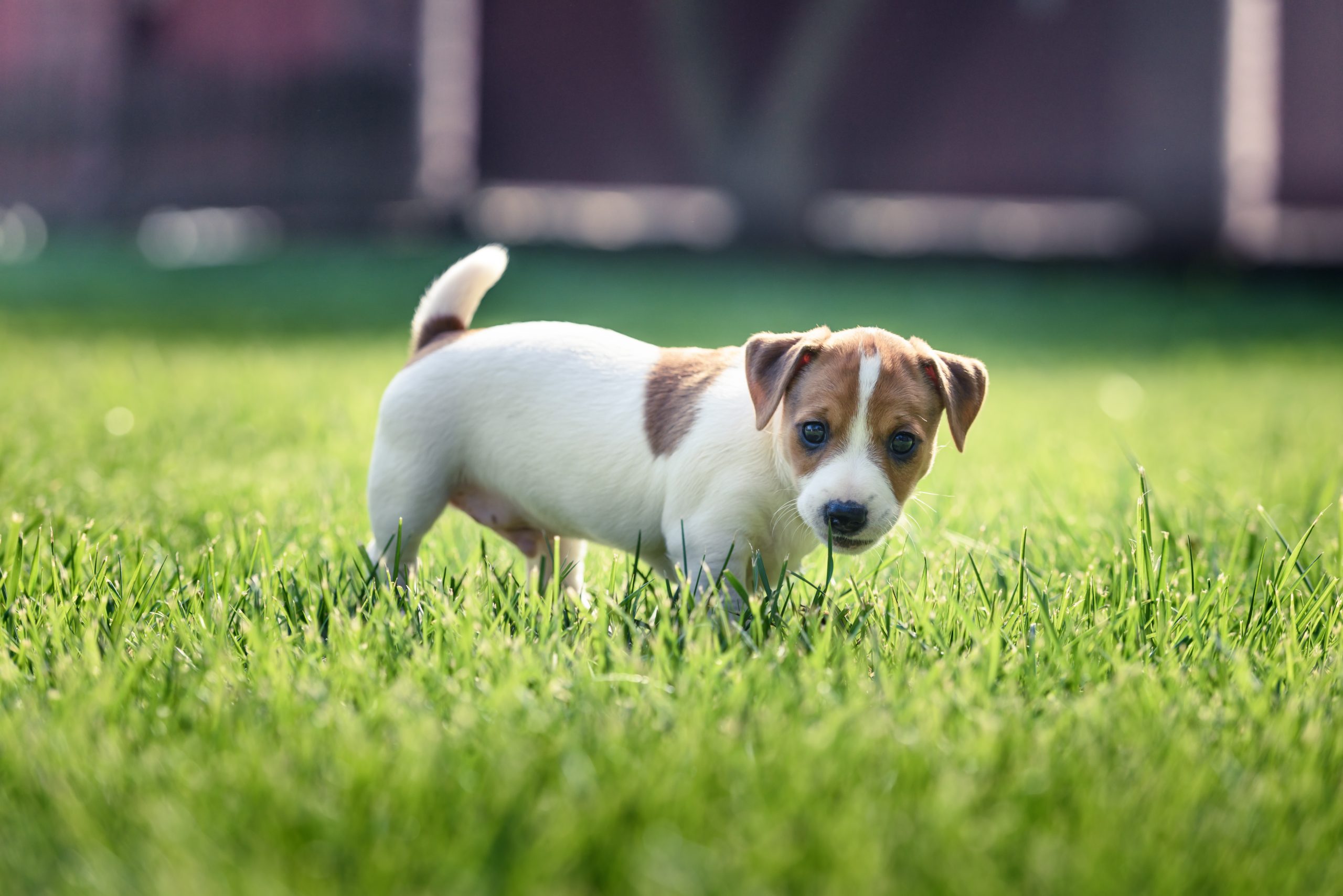 Ein Jack Russell Terrier Welpe steht auf einer grünen Wiese.