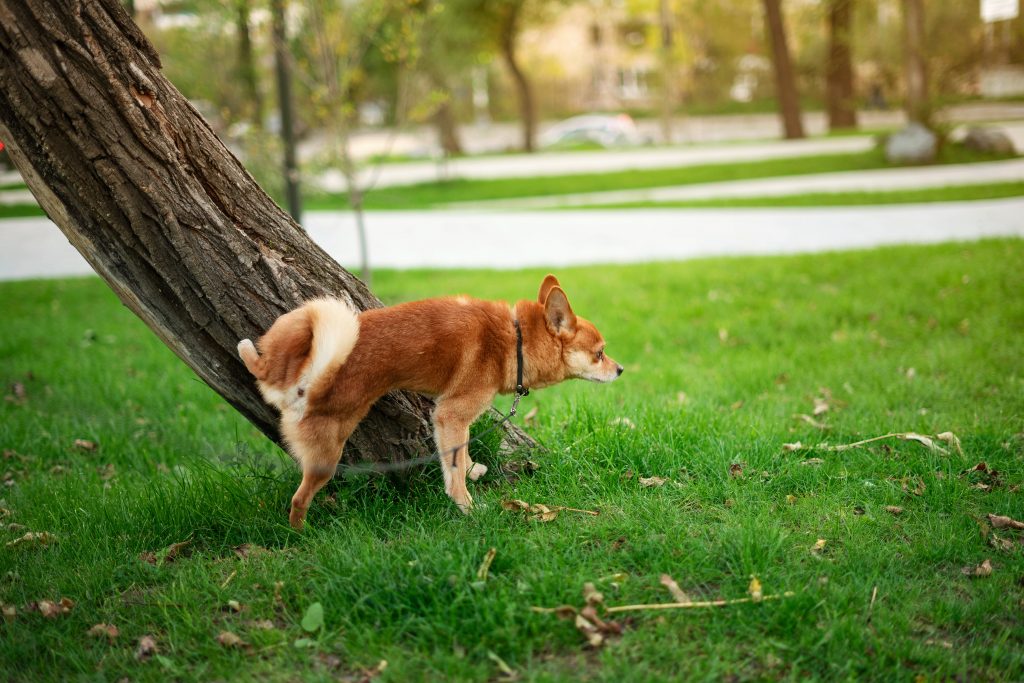 Ein brauner kleiner Hund pinkelt draußen an einen Baum.