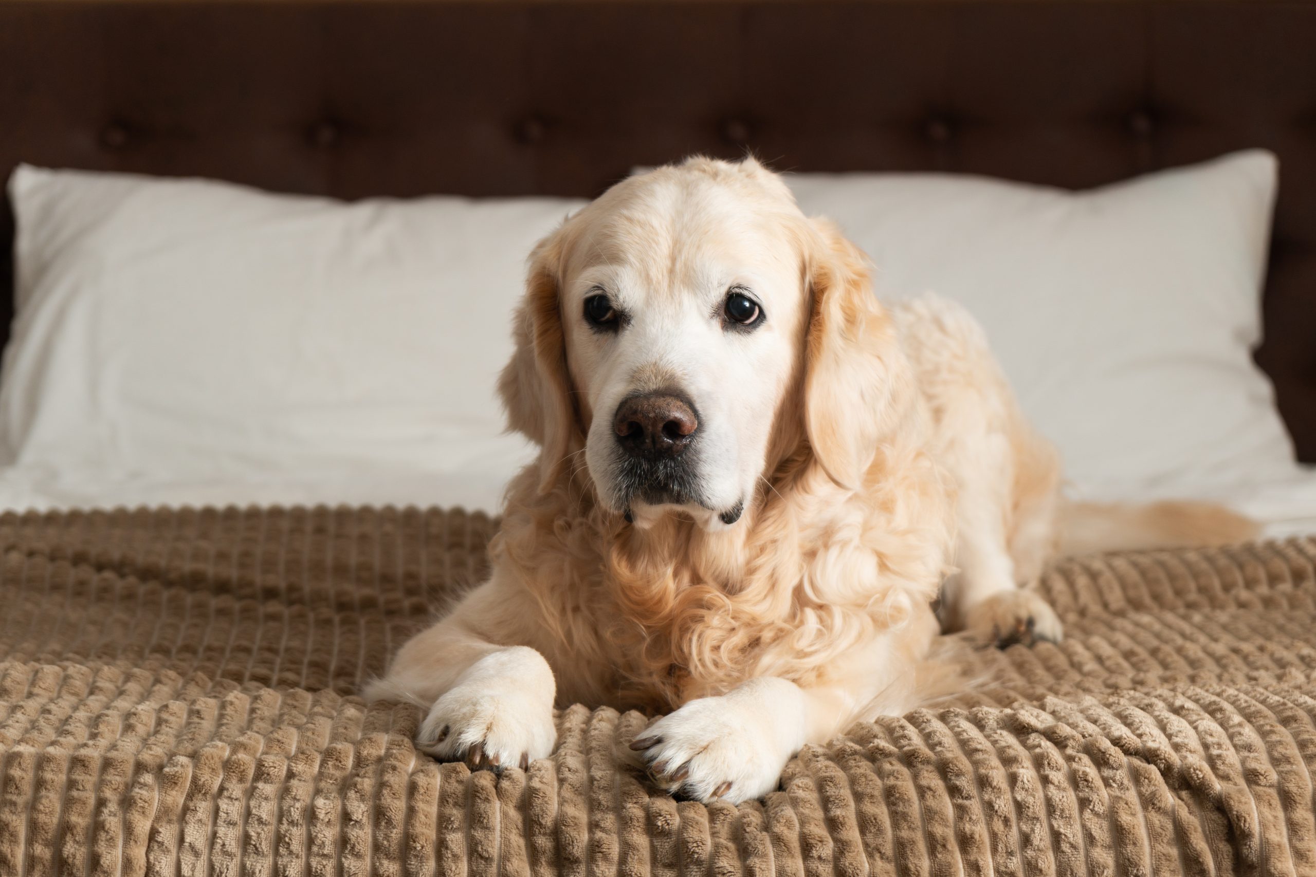 Ein Golden Retriever Hund mit blondem, lockigen Fell liegt auf einem Bett und schaut skeptisch.