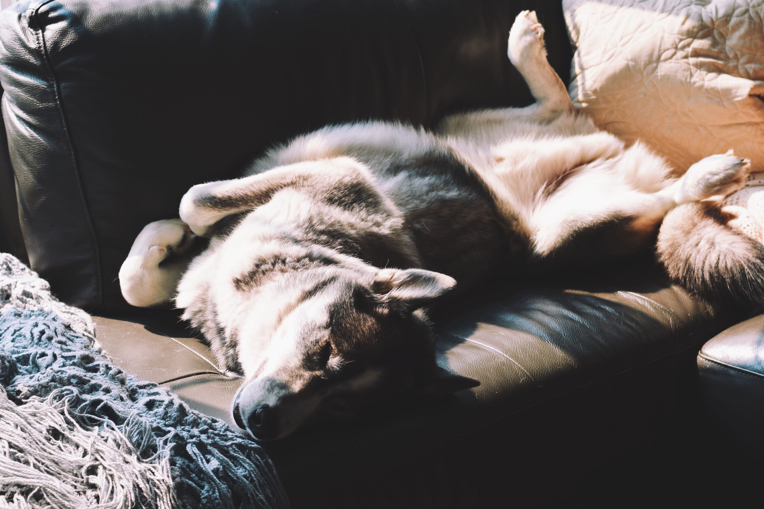 Ein Husky liegt entspannt auf einem Sofa. Auf dem Rücken, den Bauch nach oben gestreckt.