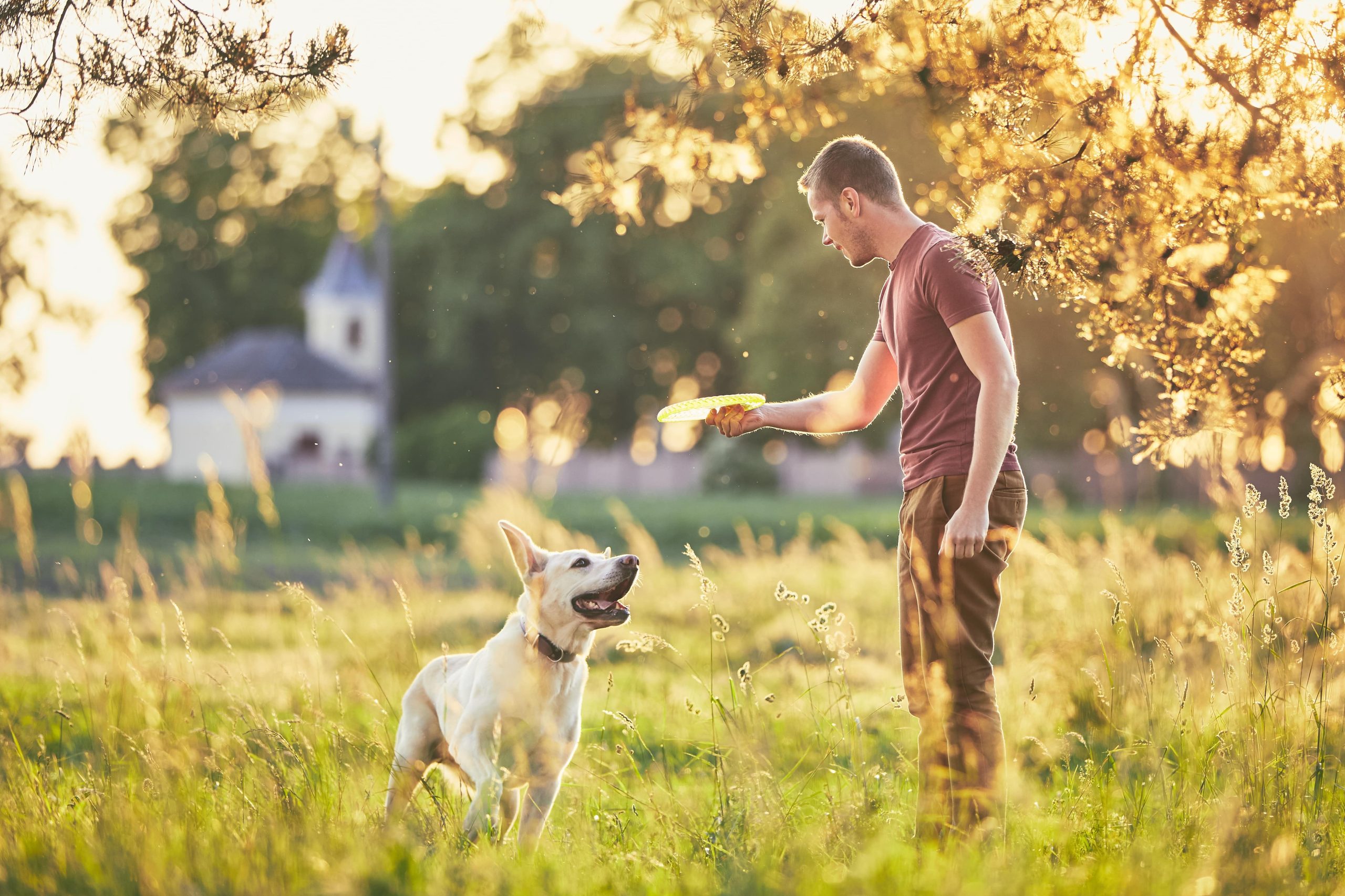 Mann spielt mit seinem Hund bei Sonnenuntergang auf einer Wiese.