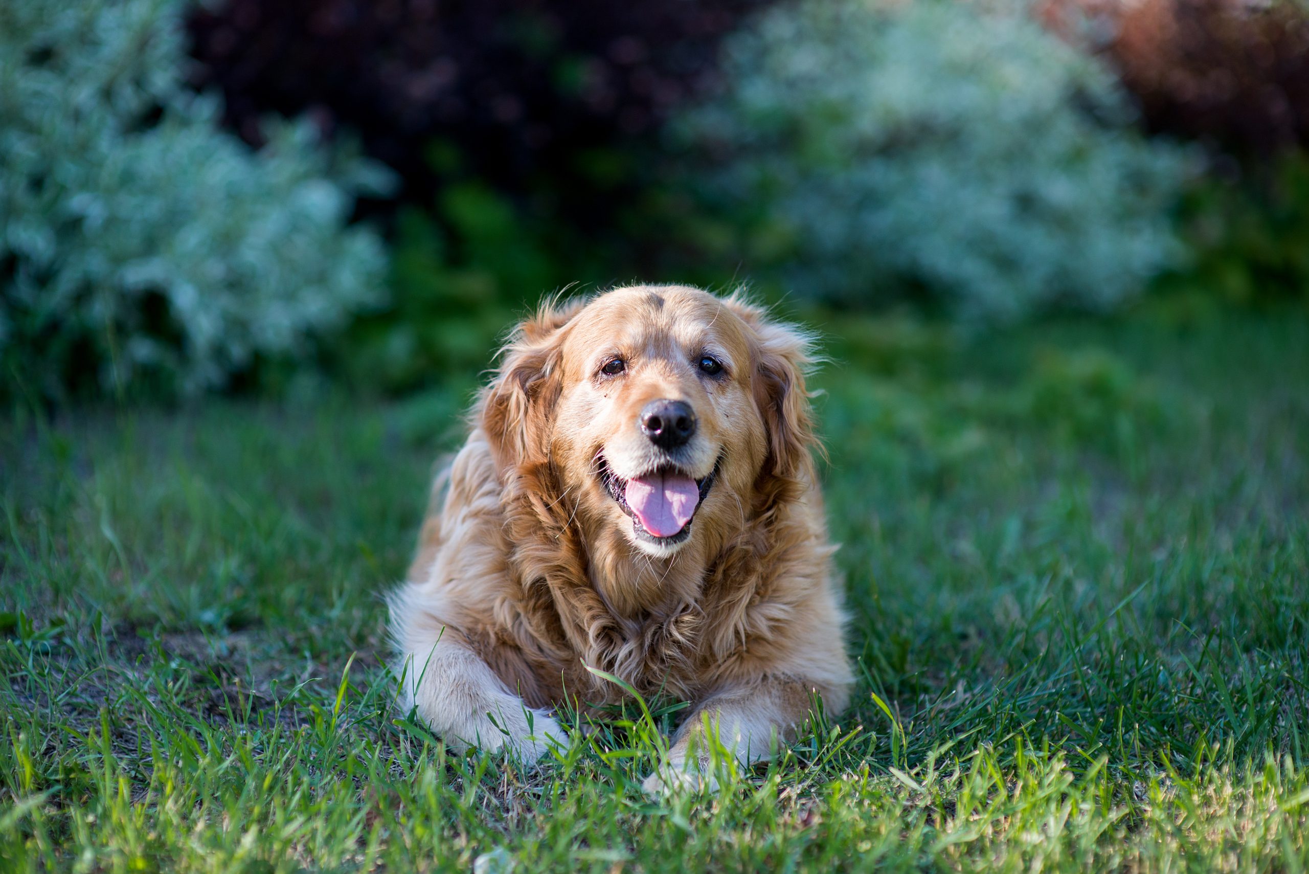 Ein alter Golden Retriever Hund liegt auf einer Wiese.