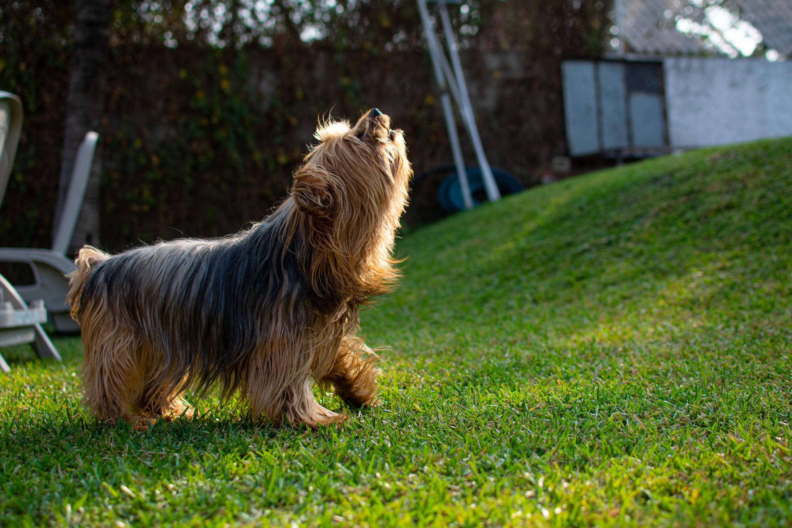Ein Hund mit langem Fell bellt im Garten