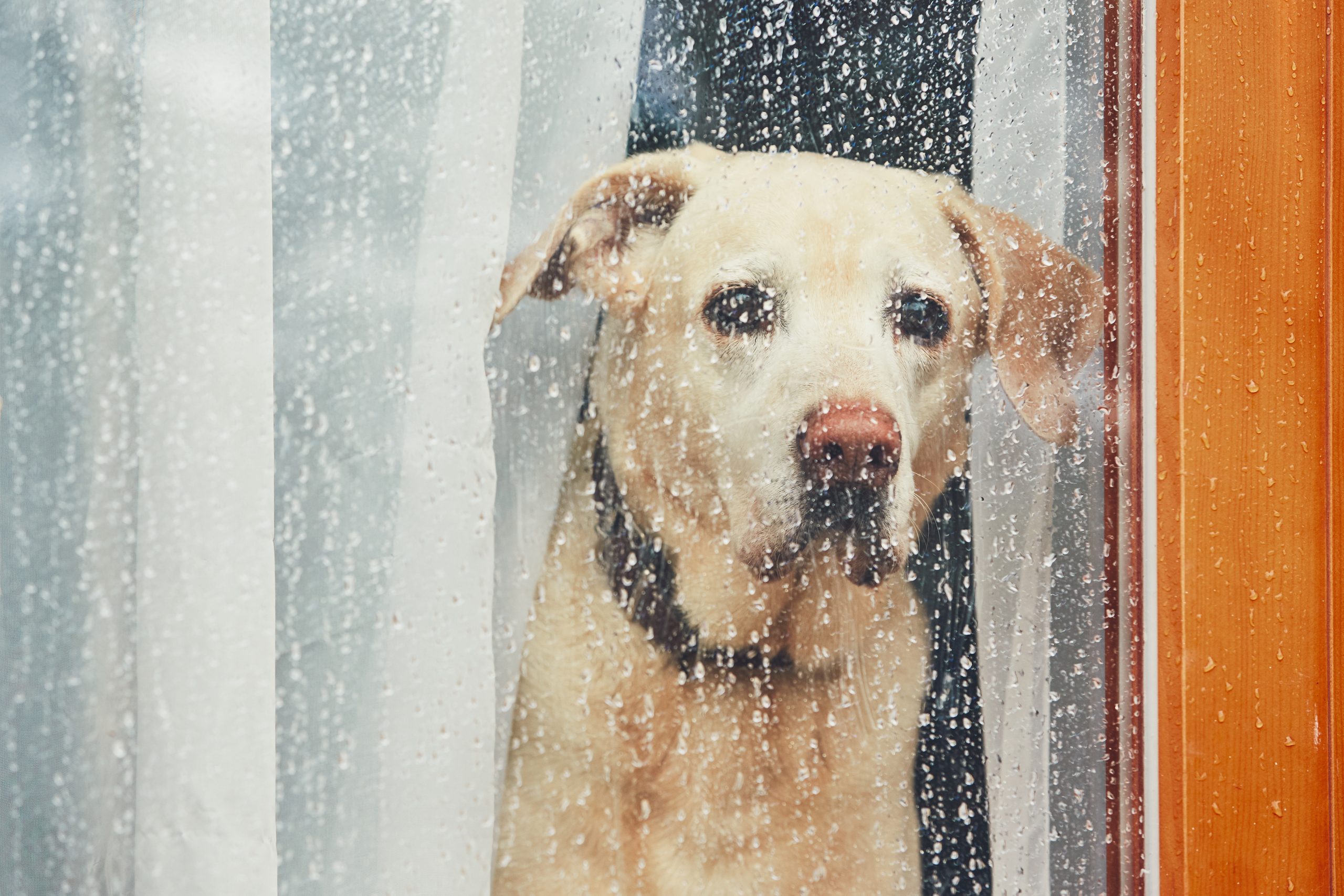 Hund schaut traurig durch ein regennasses Fenster nach draußen.