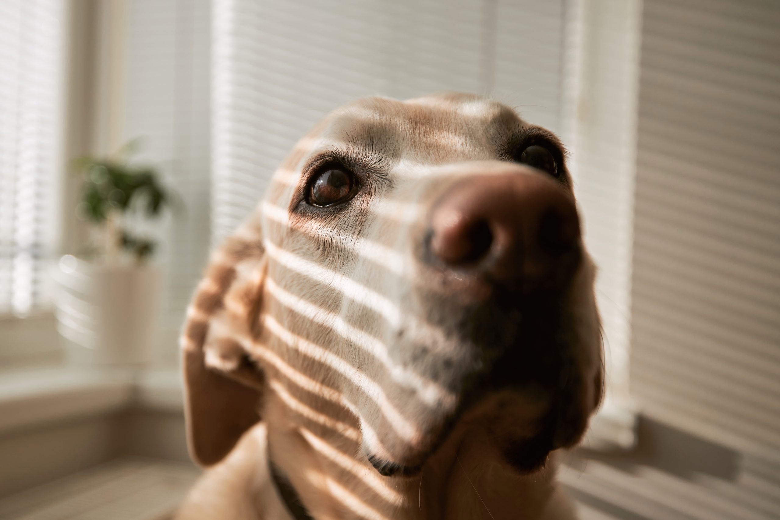 Porträt eines blinden, blonden Labrador.