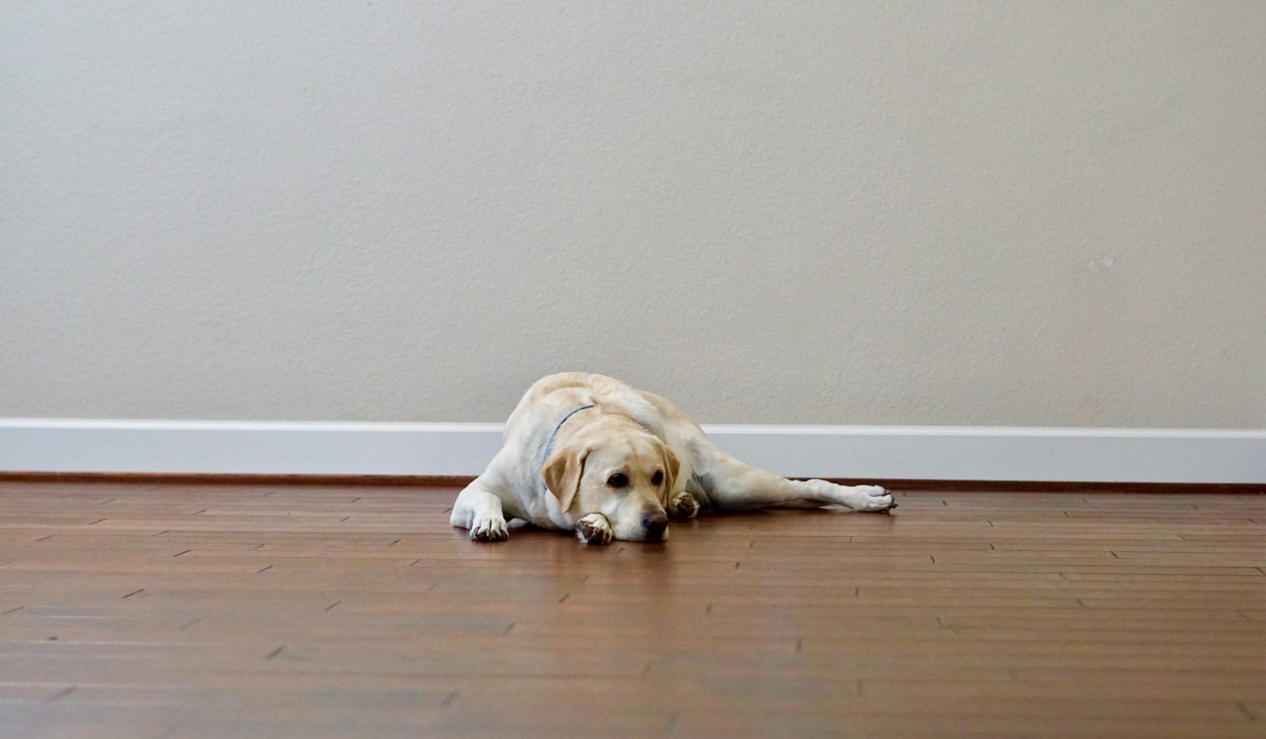 Ein großer, blonder Hund liegt auf dem Fußboden und sieht traurig aus.