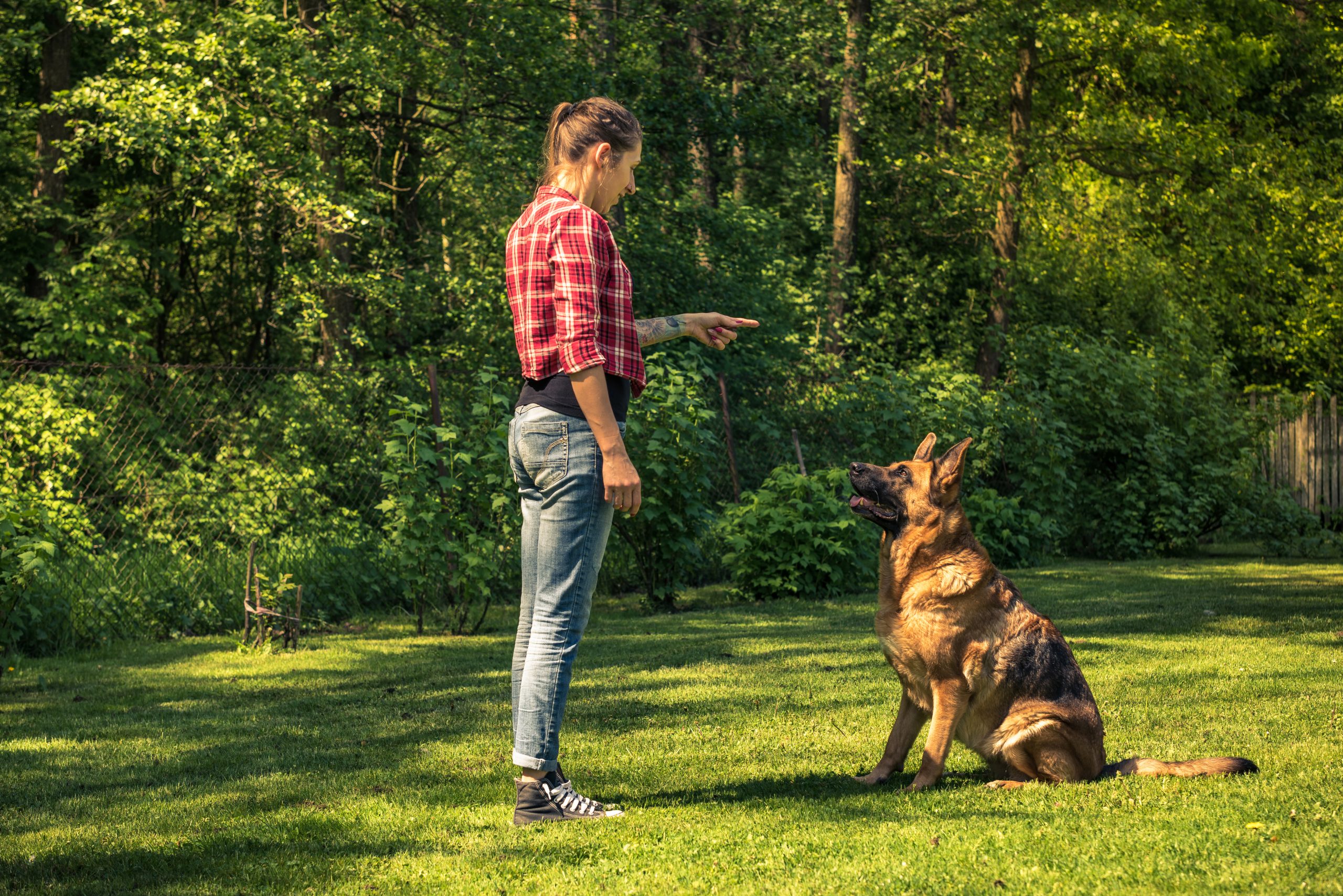 Eine junge Frau bringt einem Schäferhund das Signal "Sitz" bei.